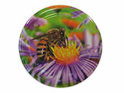 Víčko - echinacea + včela